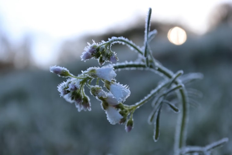 Atlanta Wakes To Frost, Then Flips To T-Shirt Weather By Saturday