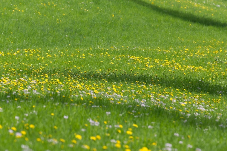 Austin Peay Snags $10 Million War Chest To Bring Back Middle Tennessee Grasslands