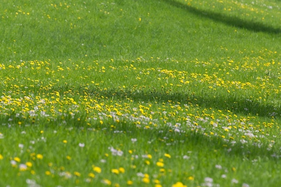 Austin Peay Snags $10 Million War Chest To Bring Back Middle Tennessee Grasslands