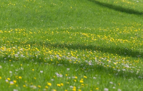Austin Peay Snags $10 Million War Chest To Bring Back Middle Tennessee Grasslands