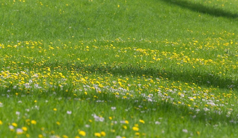 Austin Peay Snags $10 Million War Chest To Bring Back Middle Tennessee Grasslands