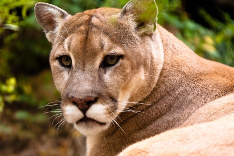 Backyard Jitters In Woodinville After Cougar Caught On Camera