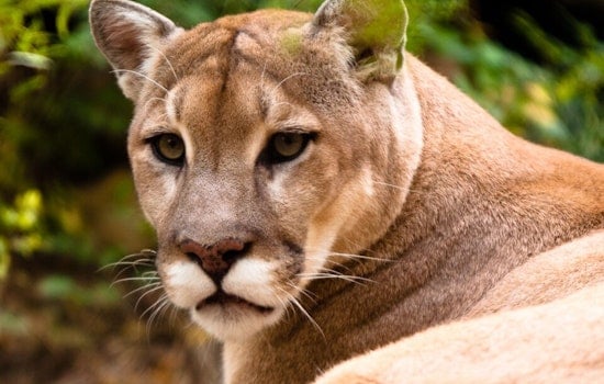 Backyard Jitters In Woodinville After Cougar Caught On Camera