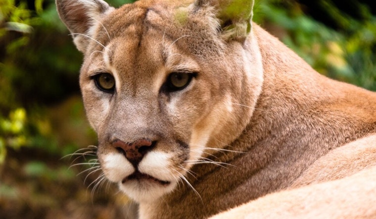 Backyard Jitters In Woodinville After Cougar Caught On Camera