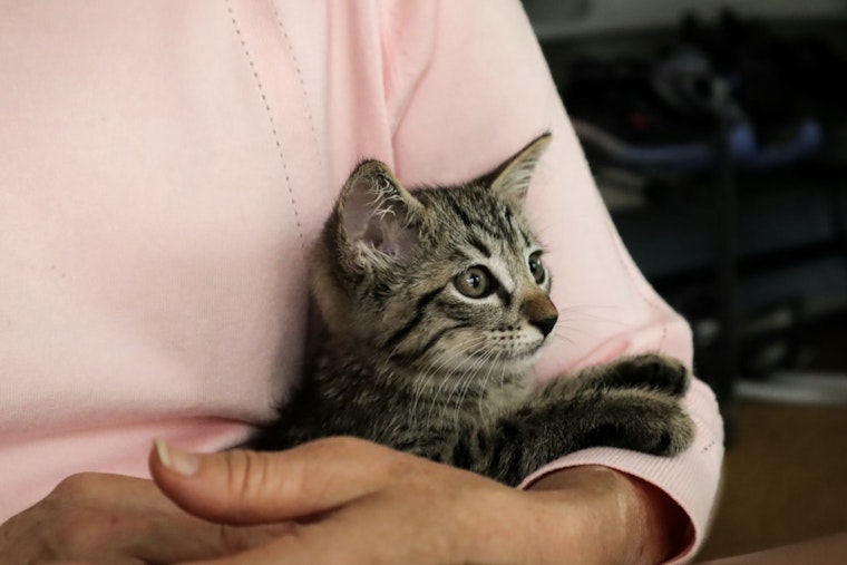 Bagged Kittens In Plant City, Dumped Puppies In Pinellas Jolt Tampa Bay Rescuers