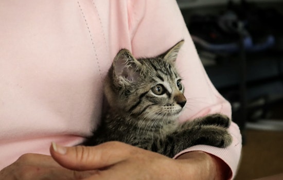 Bagged Kittens In Plant City, Dumped Puppies In Pinellas Jolt Tampa Bay Rescuers