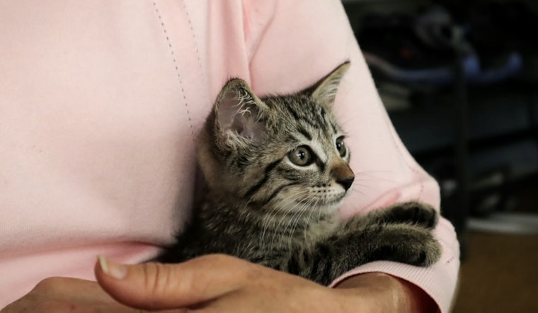 Bagged Kittens In Plant City, Dumped Puppies In Pinellas Jolt Tampa Bay Rescuers