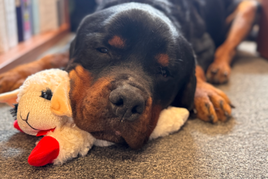 Baltimore County Miracle: Rottweiler Survives Nearly 100-Foot Highway Plunge