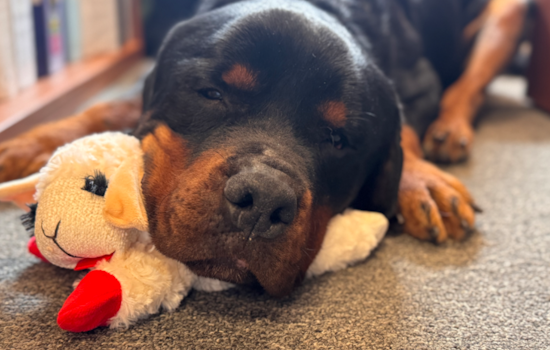Baltimore County Miracle: Rottweiler Survives Nearly 100-Foot Highway Plunge