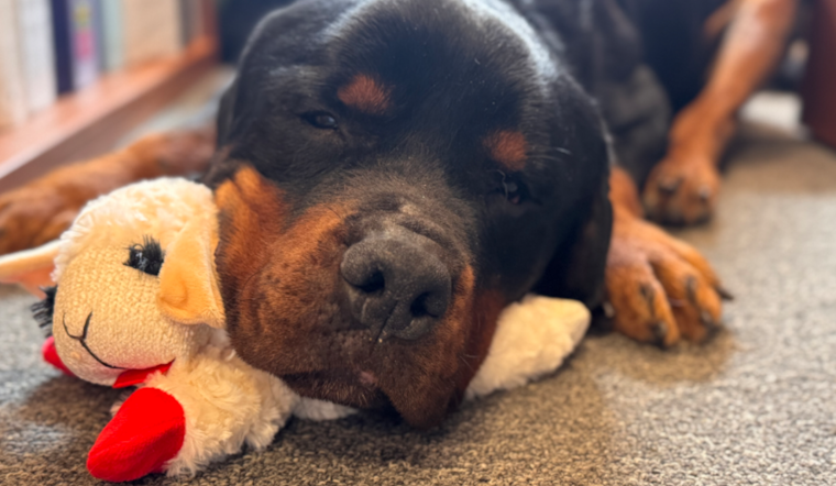 Baltimore County Miracle: Rottweiler Survives Nearly 100-Foot Highway Plunge