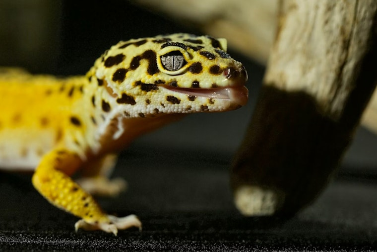 Barking From ‘Abandoned’ North Philly Rowhouse Unleashes Bizarre Exotic Menagerie