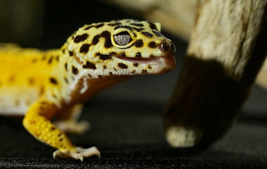 Barking From ‘Abandoned’ North Philly Rowhouse Unleashes Bizarre Exotic Menagerie