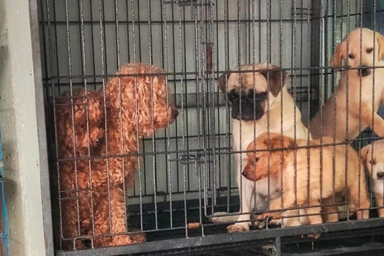 Beacon Hill Slams The Kennel Door On Pet Shop Puppy Sales