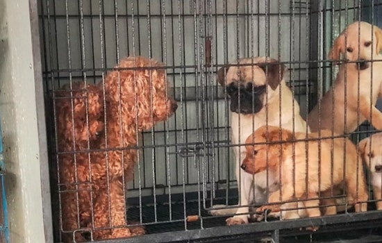 Beacon Hill Slams The Kennel Door On Pet Shop Puppy Sales