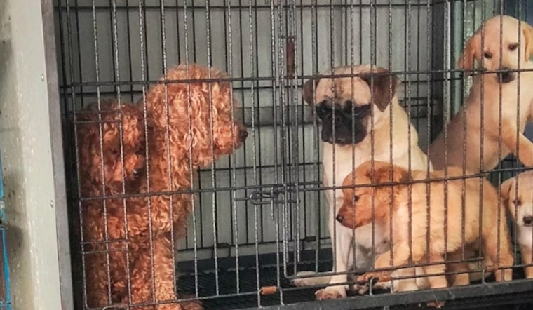 Beacon Hill Slams The Kennel Door On Pet Shop Puppy Sales