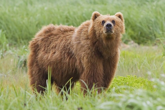 Bear Breaks Into Claremont Home And Raids Kitchen For Snacks