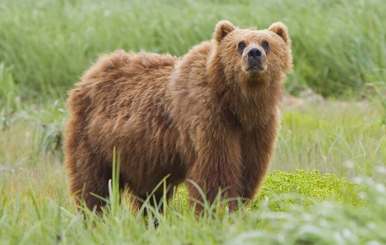 Bear Breaks Into Claremont Home And Raids Kitchen For Snacks