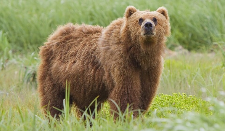 Bear Breaks Into Claremont Home And Raids Kitchen For Snacks