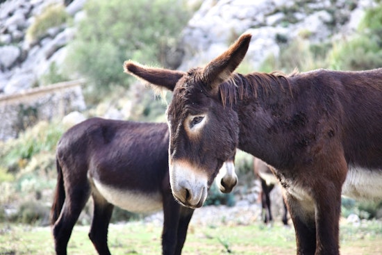 Beatty Braces For Feds’ Spring Roundup Of 500 Wild Burros
