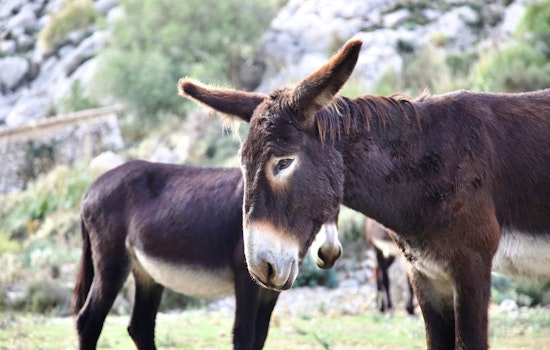 Beatty Braces For Feds’ Spring Roundup Of 500 Wild Burros