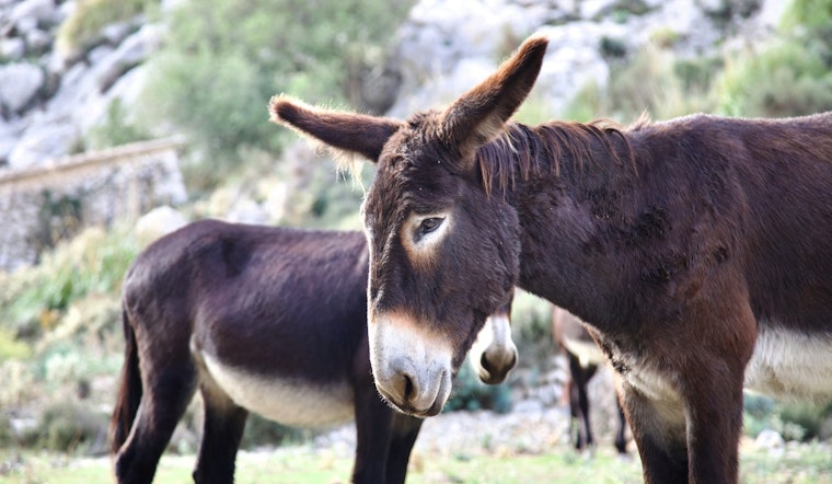 Beatty Braces For Feds’ Spring Roundup Of 500 Wild Burros