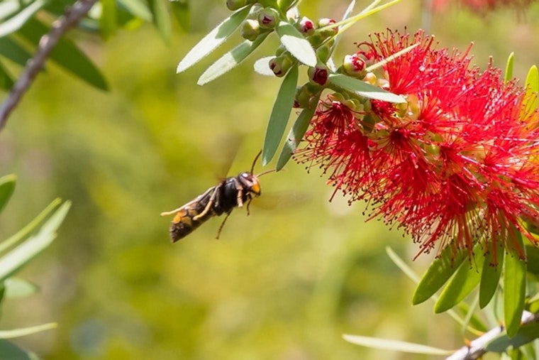 Bee-Hunting Hornet Crashes Georgia Spring, Puts Peach State Crops On Edge
