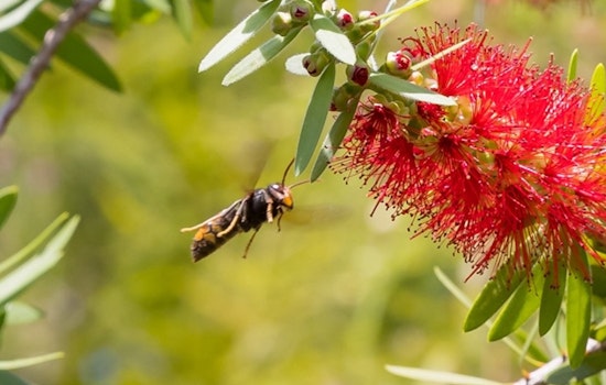 Bee-Hunting Hornet Crashes Georgia Spring, Puts Peach State Crops On Edge