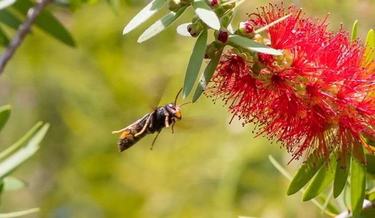 Bee-Hunting Hornet Crashes Georgia Spring, Puts Peach State Crops On Edge