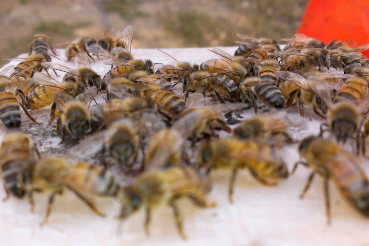 Bee Swarm Stings ASU Lacrosse Showdown, Tempe Tilt Pushed To Sunday