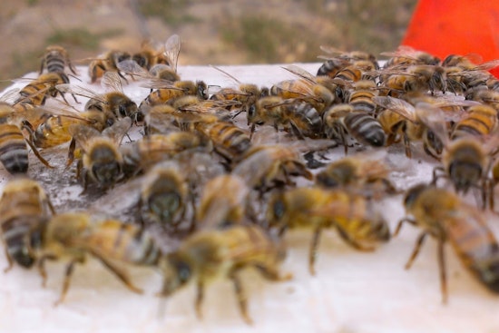 Bee Swarm Stings ASU Lacrosse Showdown, Tempe Tilt Pushed To Sunday