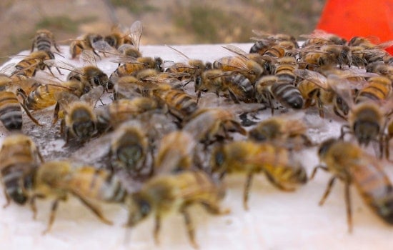 Bee Swarm Stings ASU Lacrosse Showdown, Tempe Tilt Pushed To Sunday