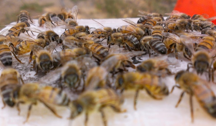Bee Swarm Stings ASU Lacrosse Showdown, Tempe Tilt Pushed To Sunday