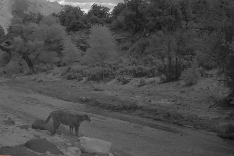 Belmont Backyard Turns Brutal as Mountain Lion Mauls Deer on Camera