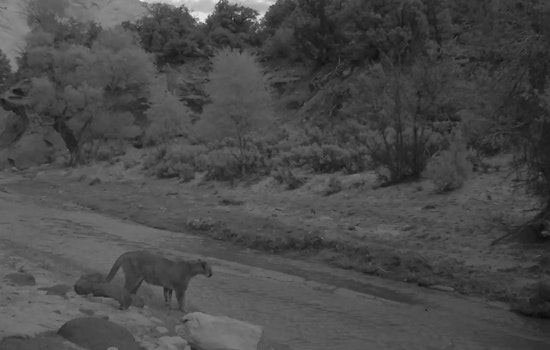 Belmont Backyard Turns Brutal as Mountain Lion Mauls Deer on Camera
