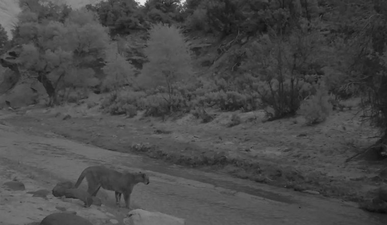 Belmont Backyard Turns Brutal as Mountain Lion Mauls Deer on Camera