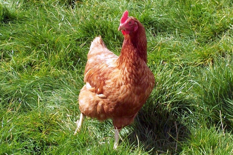 Bird Flu Fallout: Daybreak Foods Benches 87 Workers On Southern Wisconsin Farms