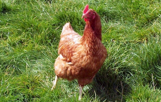 Bird Flu Fallout: Daybreak Foods Benches 87 Workers On Southern Wisconsin Farms