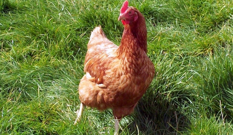 Bird Flu Fallout: Daybreak Foods Benches 87 Workers On Southern Wisconsin Farms