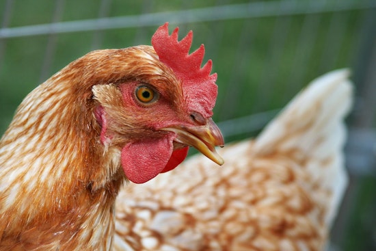 Bird Flu Strikes 8 NYC Live Markets, One In Florida
