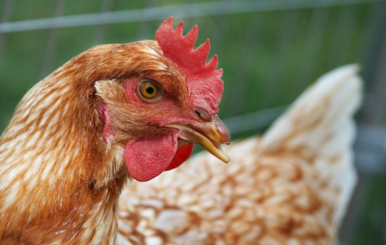 Bird Flu Strikes 8 NYC Live Markets, One In Florida