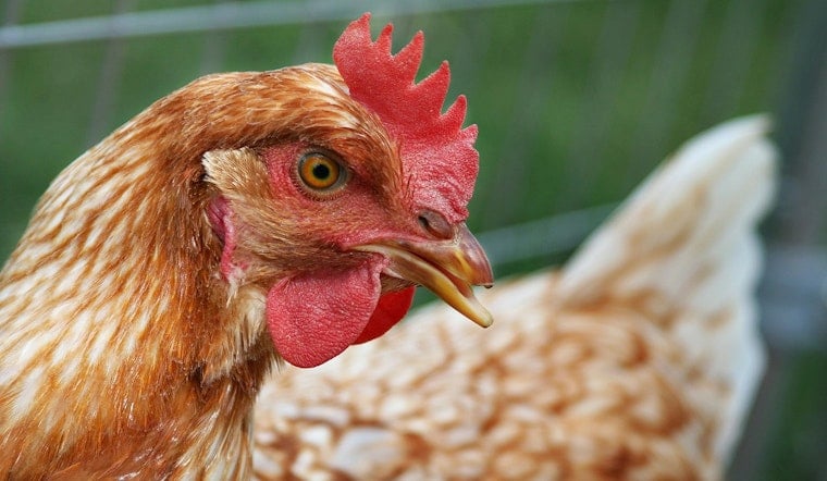 Bird Flu Strikes 8 NYC Live Markets, One In Florida