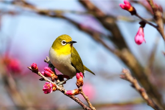 Bird Traffic Jam: Nearly Half Of Migration Hot Spots Hit Metro Denver