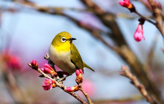 Bird Traffic Jam: Nearly Half Of Migration Hot Spots Hit Metro Denver