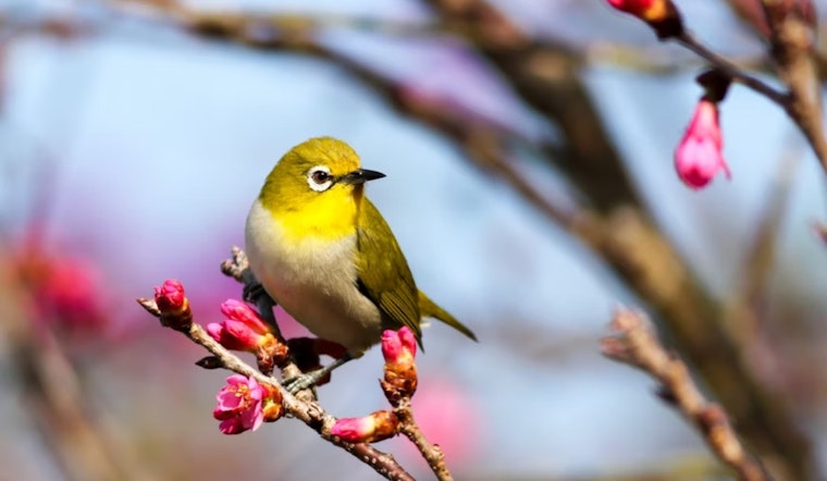 Bird Traffic Jam: Nearly Half Of Migration Hot Spots Hit Metro Denver