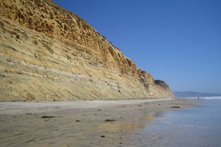 Black's Beach Shock as San Diego Hiker Stumbles on Dead Baby Leopard Sharks