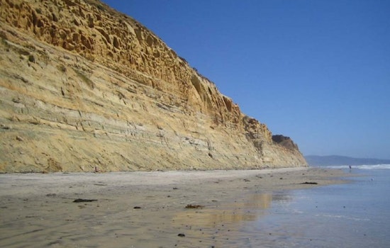 Black's Beach Shock as San Diego Hiker Stumbles on Dead Baby Leopard Sharks