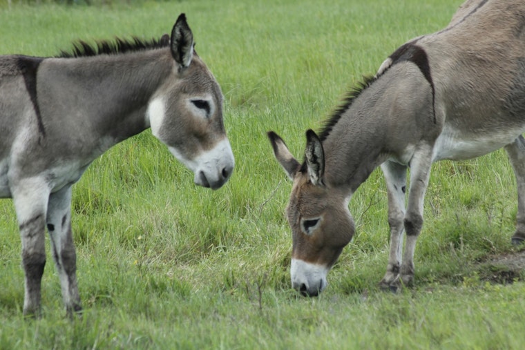 BLM To Remove More Than 1,000 Burros Near Lake Pleasant