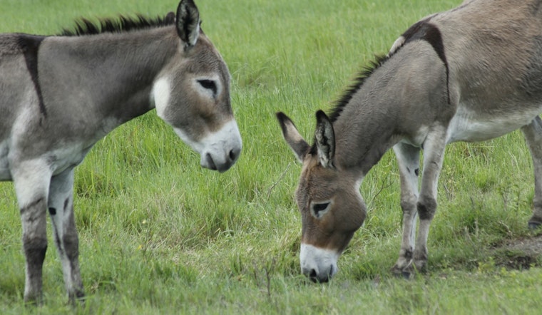 BLM To Remove More Than 1,000 Burros Near Lake Pleasant