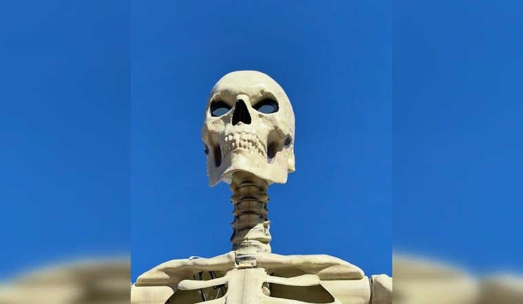 Boneheaded Heist As Medway’s Beloved ‘Kevin’ Skeleton Loses His Head