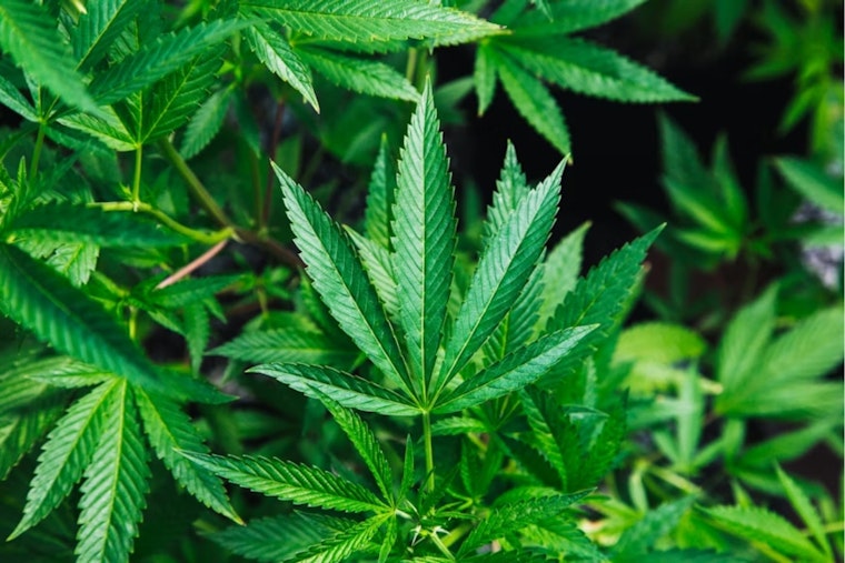 Botched Test Triggers Ohio Pot Recall In Columbus And Cincinnati
